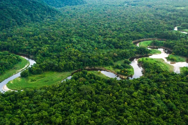 amazon forest